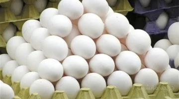 تراجع 10 جنيهات.. مفاجأة في سعر كرتونة البيض اليوم بالأسواق 1